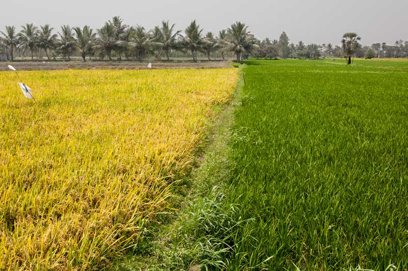 Impact of Green Revolution on Water Resources in India - Paddy fields at different stages of cropping cycle in Nellore district, Andhra Pradesh